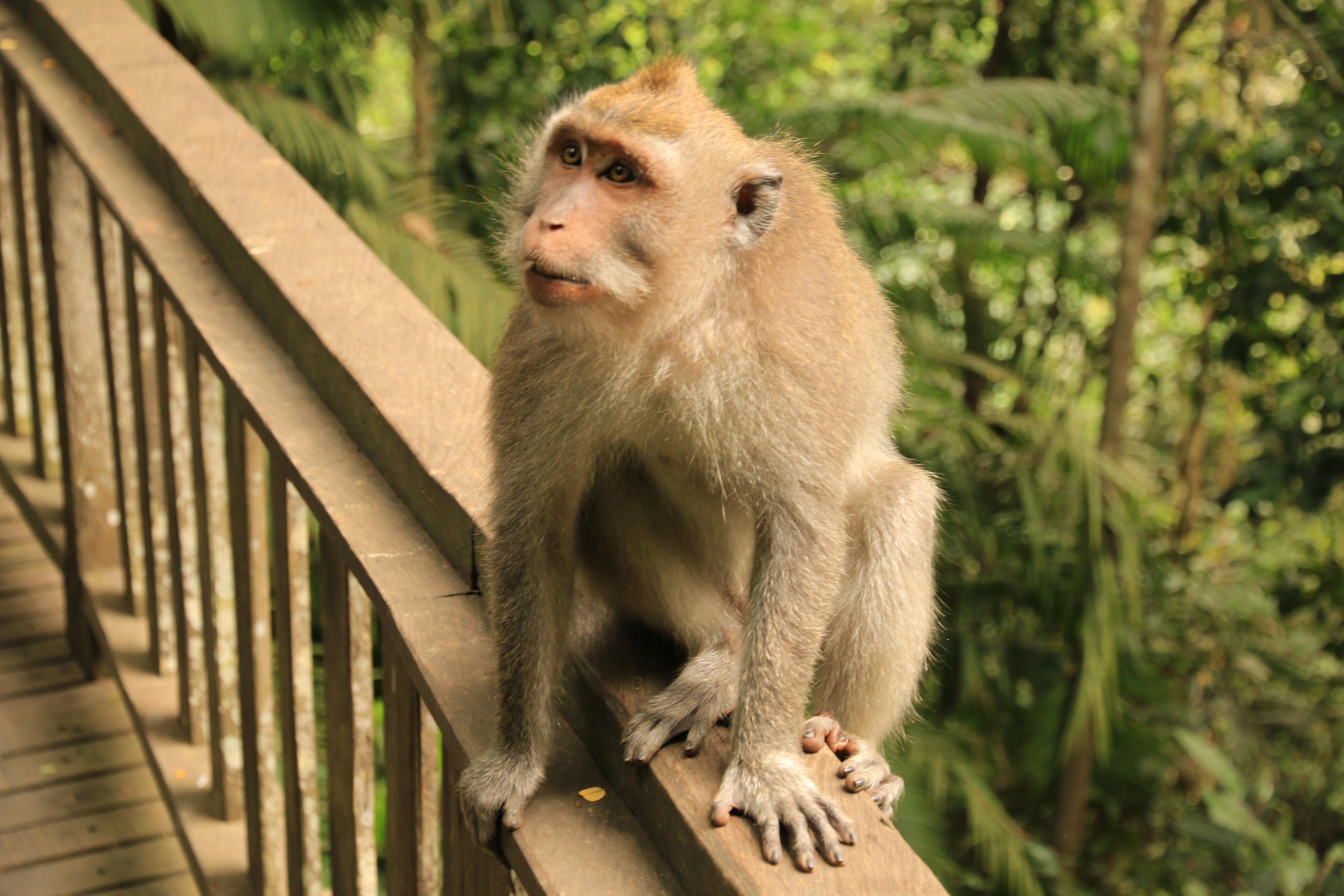 Ubud monkeys
